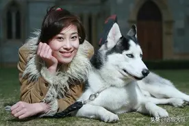 哈士奇又傻又拆家，为啥还深受人们的喜爱，原来还是一只实力股图片