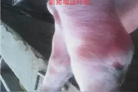 夏季猪发生瘸腿的多种原因及对策图片