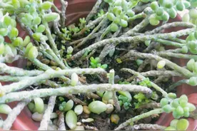 多肉玉缀夏季狂掉叶？3个环节需要注意！勤观察，管住手，多通风图片
