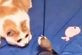 怎样让猫咪主动带上头套？图片