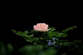牡丹花欣赏图片