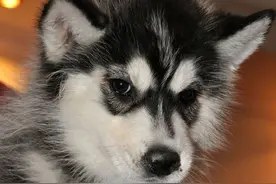 20200720唐师曾：西伯利亚雪橇犬图片