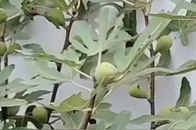 生长不良的无花果小老树，如何让其焕发生机？只需简单六步图片