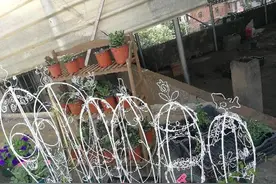 DIY花架｜自己动手从铁丝到花架图片
