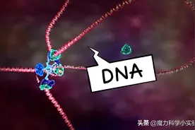 细胞、细胞核、DNA、染色体傻傻分不清？一张图搞明白图片