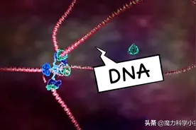 细胞、细胞核、DNA、染色体傻傻分不清？一张图搞明白图片