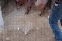 搞笑GIF：美女你这隐形衣真不错，在哪里买的图片