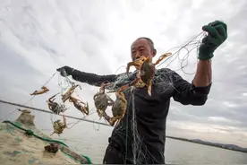 秋风起，海蟹肥，威海饭桌上的必备图片