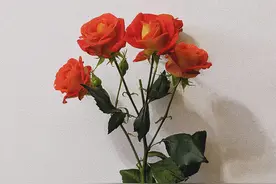 做人，你越柔软，越有气场图片