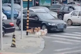 辽宁早高峰街头，5只小狗等红绿灯过马路！网友：给人类上一课图片