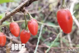 什么时候移栽枸杞树，更容易成活？移栽的方法是什么？图片