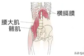 拉伸这些年，其实我们都忘了放松髂腰肌！7个动作深度释放髂腰肌图片