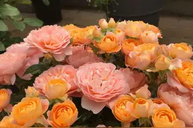 月季嫩叶发卷起皱真的是蓟马蚜虫危害吗？蓟马，蚜虫，疫病识别图片