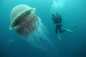 水母数量大增，拖翻渔船，逼停核电站，是要占领海洋吗？图片