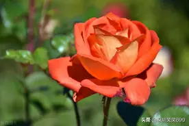 面对一直欺负你的小人怎么办？图片