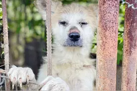 辽宁：主人搬家秋田犬却在死守，狗狗：他什么都带走，唯独忘了我图片