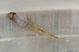 冬季折腾鱼和鱼缸当心带来难缠的水霉病，详解鱼长白毛的防治方法图片