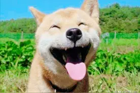 合肥，有多么憨厚，你知道吗？图片