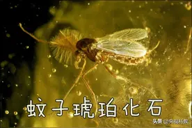 阻击夏日里的隐秘“杀手”图片