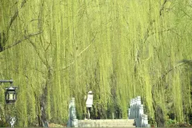 柳树为何能为春天代言？对气温变化极其敏感，还浑身都是宝图片
