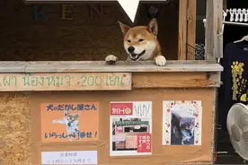 自觉投币，日本烤番薯柴犬店红红火火，可爱店长回到天堂继续营业图片