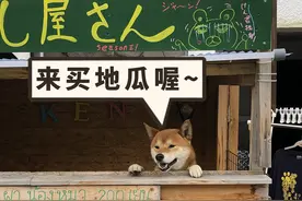 自觉投币，日本烤番薯柴犬店红红火火，可爱店长回到天堂继续营业图片