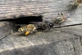 土蜂蜜为什么越来越难卖？如何帮助土蜂蜜“破冰”？靠人不如靠己图片