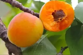 分享 | 走！龙泉驿摘杏（heng）子~甜得很！图片
