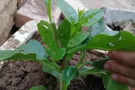 木耳菜生长茂盛可多次采收，得重视第一次摘尖：预留分枝、晴天摘图片
