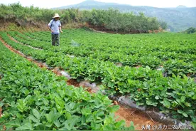 花生喷施磷酸二氢钾有什么作用？农户怎么有效辨别真假？图片