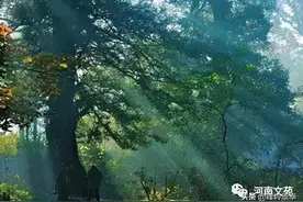 移民树的乡愁｜|朱振华图片