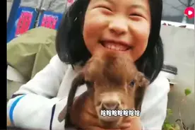 这么可爱的小红毛羊羔，长的跟小牛犊一样图片