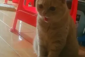 萌化～天气太热把猫热成狗了：直吐舌头图片