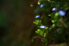 草叶集|阿拉伯婆婆纳：因为知道你的名字，于是在哪里都能遇见你图片
