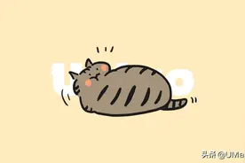 胖过大橘，二过奶牛，国潮狸花猫到底有多牛批？图片