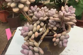 养桃蛋，高温天注意“通风”，小心把“根”闷坏了，24小时开窗图片