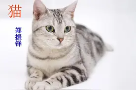 七年级语文上册十七课《猫》课文笔记，自主预习的好帮手图片