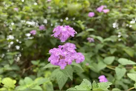 樱桃小口，活泼俏丽，美人缨绽放迎六月图片