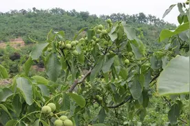 河北隆尧：荒岗地变身核桃产业生态园图片