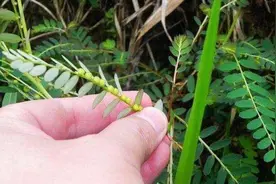 有一种植物，叶下藏有“珍珠”？目前稀少，若遇见要珍惜图片