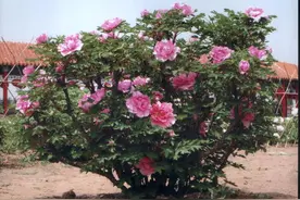 4种“富贵花”，南方养不好，北方能养几十年，爆成花树图片