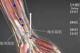 大陵穴—活血养心良穴图片