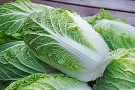 才知道，“绿叶白菜”和“黄叶白菜”区别这么大，别再乱买了图片