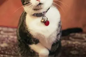 发情期的猫叫才是“猫叫曲”/看这些猫的众生相……图片