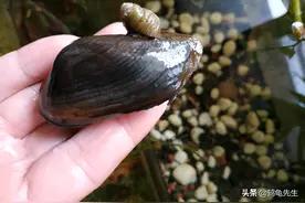 鱼缸中净化水质的河蚌为何总死？这是方法不对，套缸饲养简单方便图片