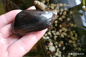 鱼缸中净化水质的河蚌为何总死？这是方法不对，套缸饲养简单方便图片