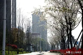 奉贤最美樱花道，你知道在哪儿吗？图片