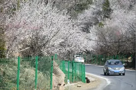 昌平山路进入野花盛开季图片