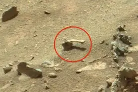 火星上又发现一个奇怪的东西，像寄居蟹，还是啃完的肋条骨？图片