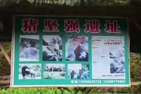 “猪坚强”已经十三岁了，它现在过的生活，看了人都会羡慕图片